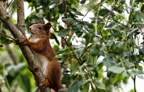 卵泡似有纵隔（纵隔卵黄囊瘤是什么原因引起的）