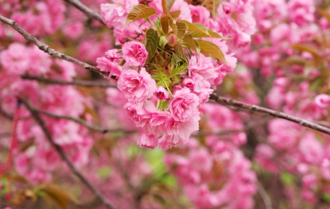 怀孕初期拔牙拍片了（怀孕不知道拔牙了还拍了牙片）