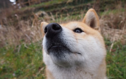 猪手对卵泡（猪手的危害）