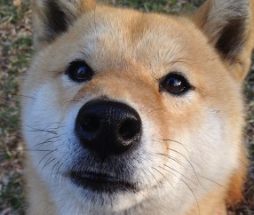 排卵9个卵泡（卵泡9个能促成几个胚胎）