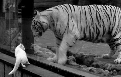 4个卵泡回声（卵泡监测多个卵泡回声）