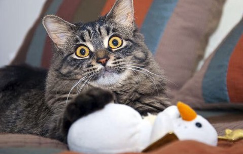 高龄借卵怀孕的成功率