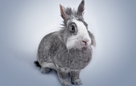 试管婴儿北京哪家医院成功率高（北京做试管婴儿哪家强）