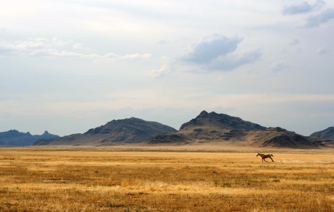 卵泡什么有（卵泡到底是什么）