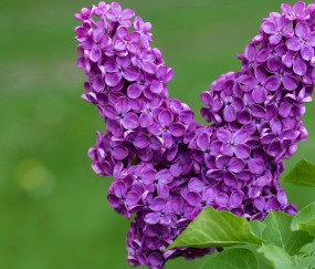 卵泡性白带（卵泡期排出白色分泌物）