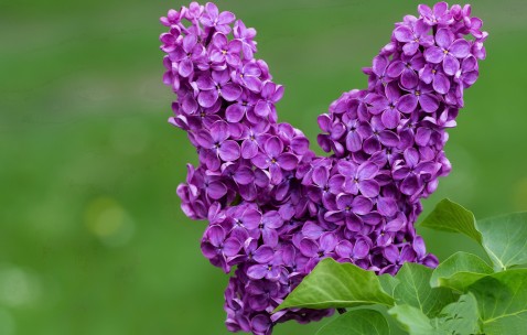 卵泡性白带（卵泡期排出白色分泌物）