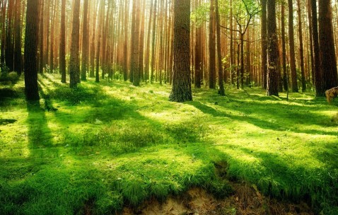 卵泡多屁多（卵泡多会排卵吗）