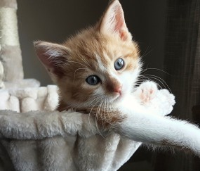 为什么厌食症吃东西会吐