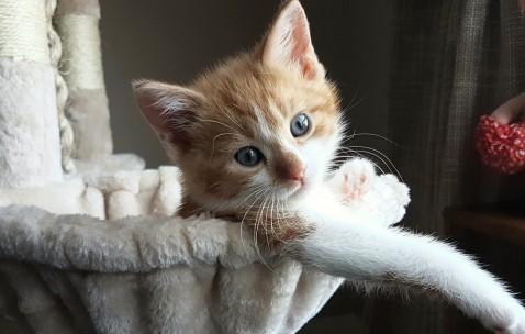 为什么厌食症吃东西会吐