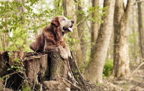 9岁卵巢卵泡（9岁卵巢卵泡发育代表什么意思）