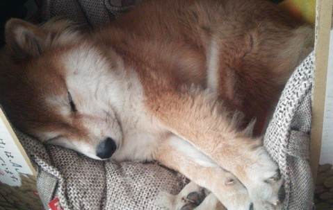 卵泡太大知乎（卵泡太大是不是没有用了?）