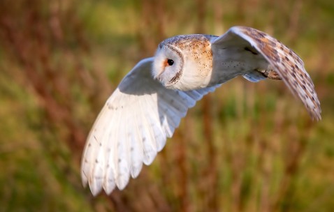 包括窦卵泡（有窦卵泡是不是就有排卵?）