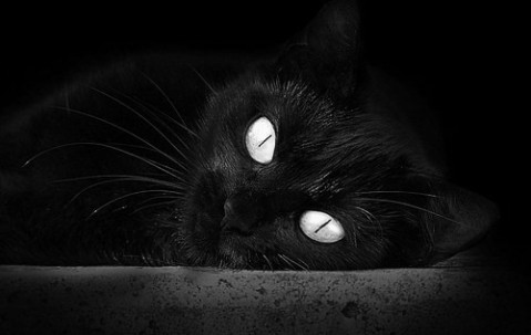 养卵泡吃中药（养卵泡吃中药可以吗）