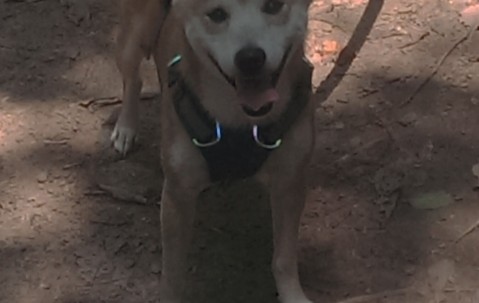 卵泡会突然消失（卵泡突然消失是怎么回事）