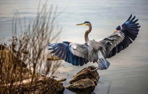 怀孕初期天天可以吃鸡蛋吗（怀孕初期天天吃鸡蛋好吗）
