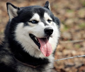 怀孕初期能喝黄酒鸡吗（怀孕初期可以吃黄酒煲鸡吗）