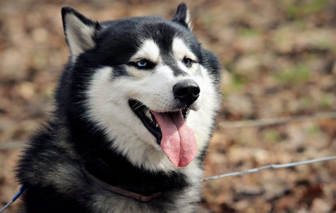 怀孕初期能喝黄酒鸡吗（怀孕初期可以吃黄酒煲鸡吗）