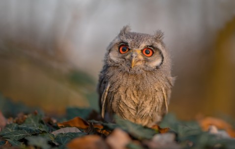 合肥最新正规供卵医院排行榜，附试管费用与流程图表！（合肥 试管医院排名~官网rfg皇家生殖遗传看d）