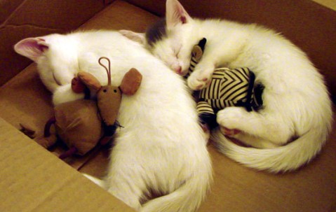 合肥最新正规供卵医院排行榜，2024申请供卵需要排队吗！（合肥辅助生殖医院）