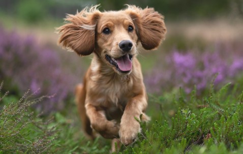 怀孕初期煤炭饿得心慌肚子又涨的简单介绍