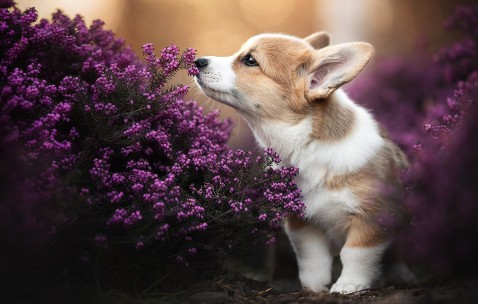 5mm卵泡（5mm卵泡欠清什么情况）