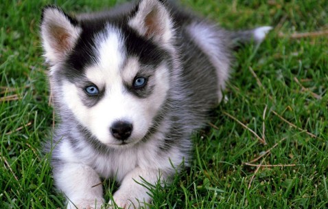 卵巢早衰又有畸胎瘤怎么办（卵巢早衰又有畸胎瘤怎么办呢）