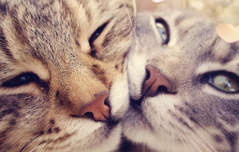 怀孕初期可以吃酸大蒜（孕妇可以吃酸蒜瓣吗）