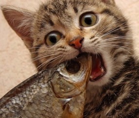 卖窦卵泡（窦卵泡能怀孕吗）