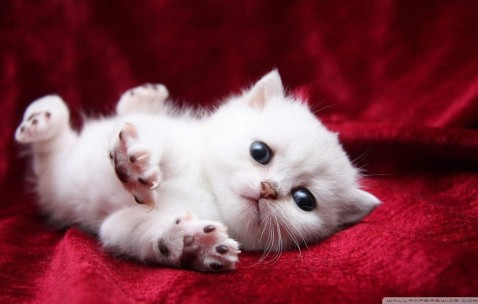 合肥捐卵助孕机构在哪儿，捐卵试管医院名单附费用详情！