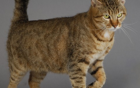 怀孕初期可以吃白姜糖（孕妇初期可以吃姜糖吗?）