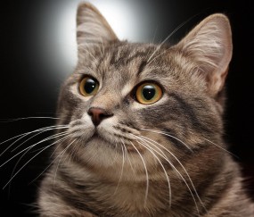 怀孕初期检查没有回声（怀孕初期检查没有回声怎么回事）