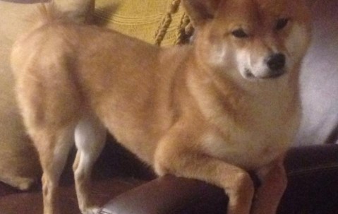 合肥哪里做试管婴儿供卵不用等，2024合法供卵生殖中心前三榜单！的简单介绍