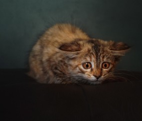 合肥捐卵医院联系方式，附13家医院1家公司清单 ！