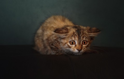 合肥捐卵医院联系方式，附13家医院1家公司清单 ！