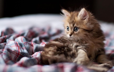 儿童马甲健康快车格子（儿童马甲图纸）