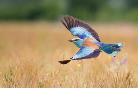 卵巢早衰应该怎么治愈