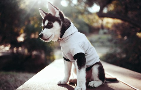 怀孕检验试纸（怀孕检验试纸过了半天两天杠）