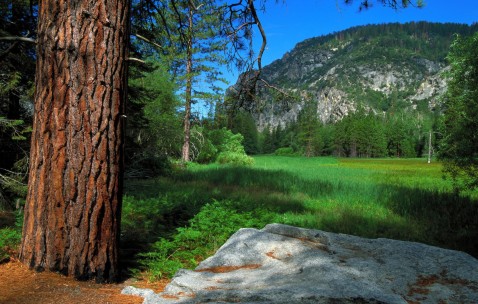 1510的卵泡（卵泡15x12）