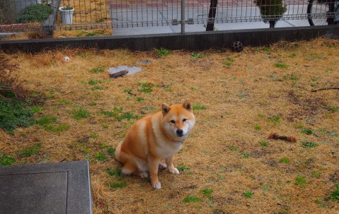 齐鲁促卵泡素（促卵泡素什么意思）