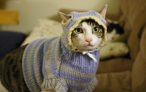 有没有怀孕初期肚子会痛的（有没有怀孕初期肚子疼的）