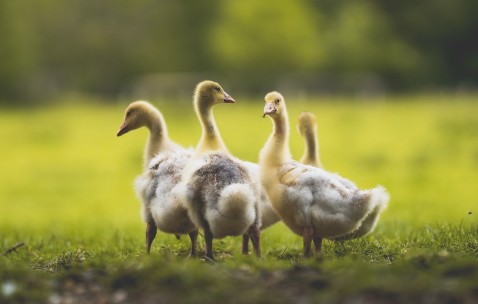 卵泡期下载（卵泡期受孕几率大吗）