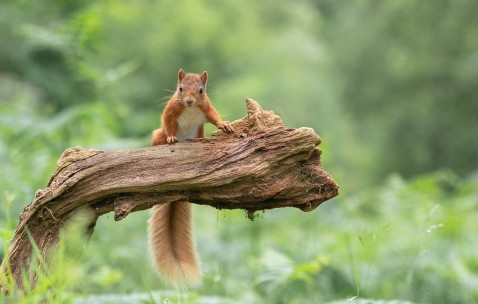 一二代试管移植成功率（二代试管一次移植成功率）