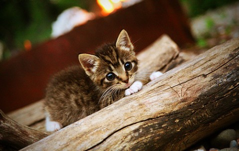 卵泡属于卵子（卵泡是?）