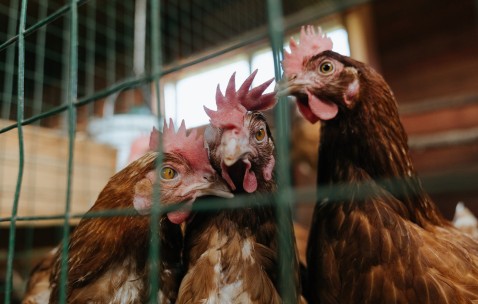宝宝肚子胀气肚子大大的（宝宝肚子胀胀的都是气怎么办）