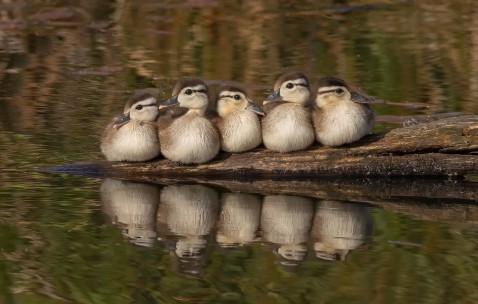 怀孕初期做局麻（怀孕初期做了局麻手术对孩子有影响么）