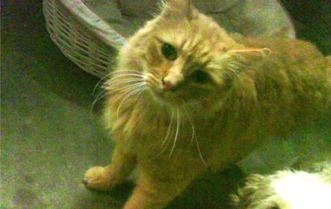 促卵泡10（促卵泡100多）