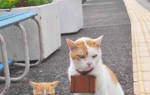 喝豆浆卵泡（喝豆浆卵泡长得太快）