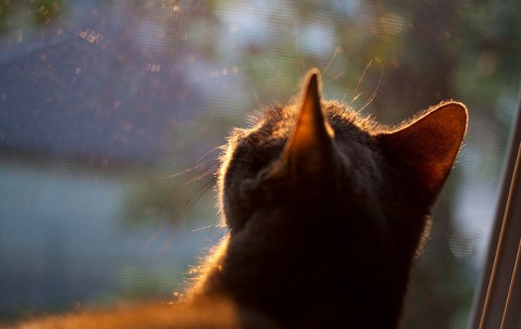 怀孕初期左边小肚子疼是怎么回事（怀孕初期小肚子左边痛）