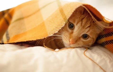 卵泡长不大试管（卵泡长不大试管用什么方案）