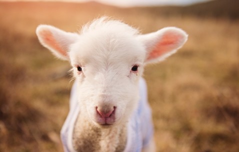 怀孕初期吃韭菜胃疼（孕期吃韭菜胃难受怎么办）